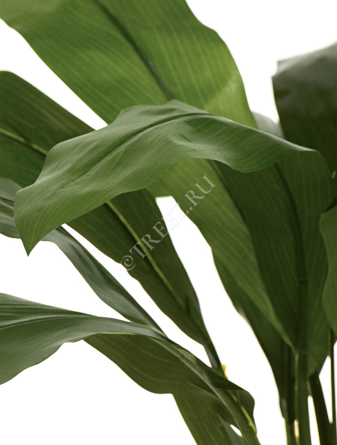 Кордилина зелёная крупнолистная на стволах фото