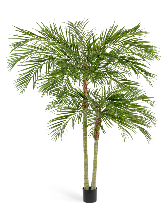 Пальма Арека двухствольная фото