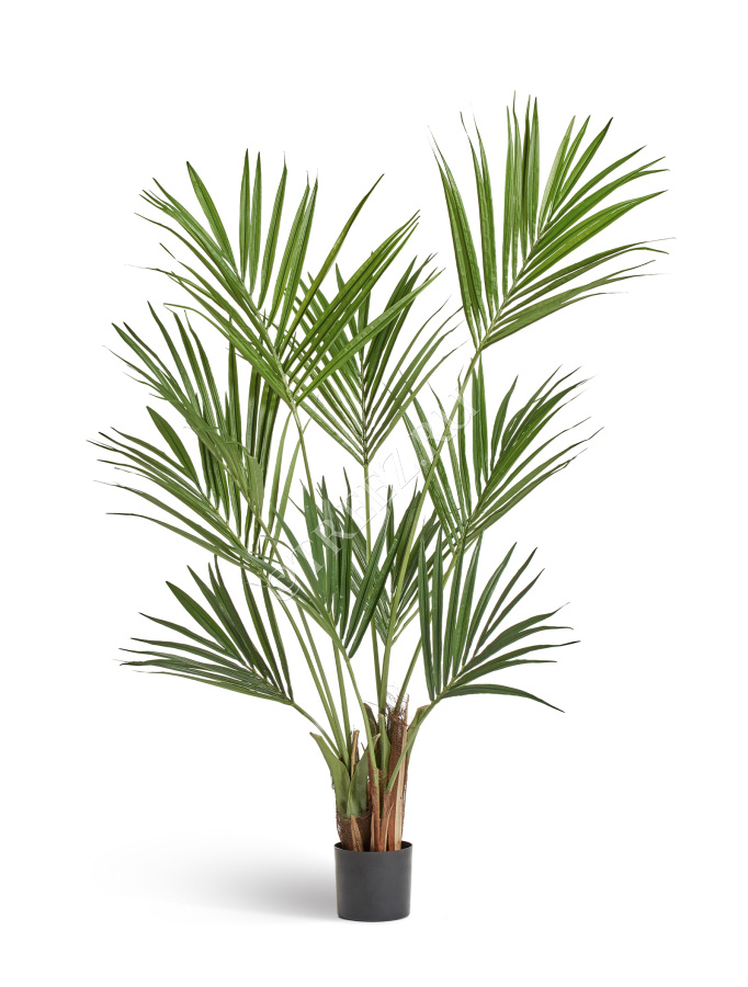 Пальма Кентия (Ховея) фото