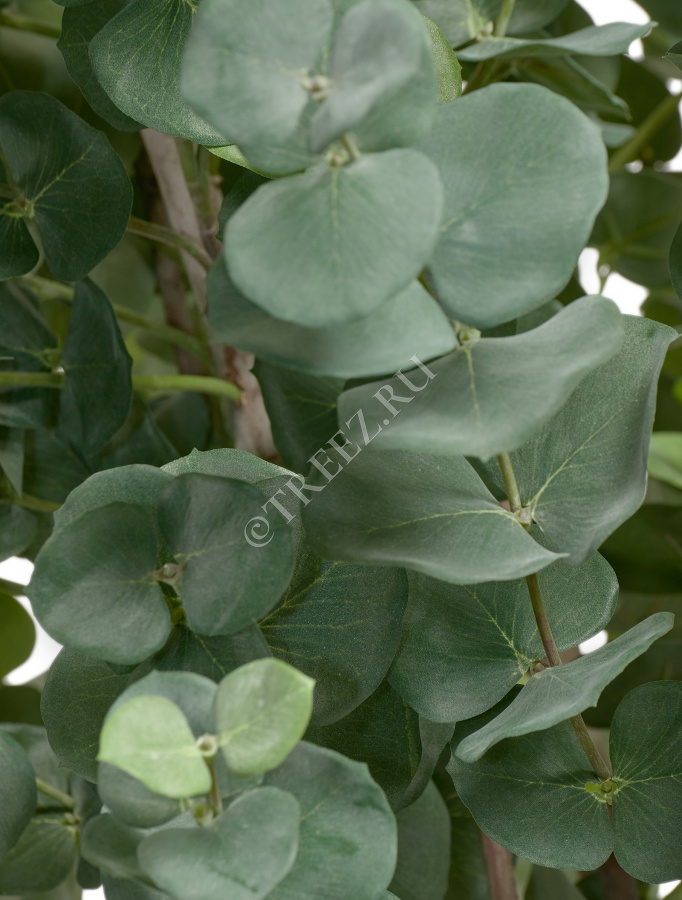 Эвкалипт серебристый многоствольный фото