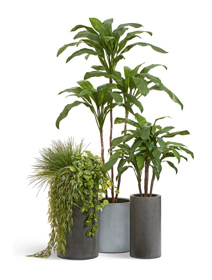 Кордилина Фрутикоза зелёная фото