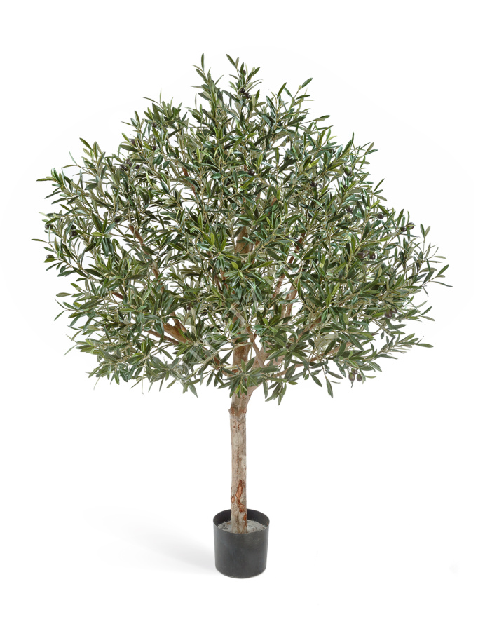 Олива натуральная топиари с плодами фото