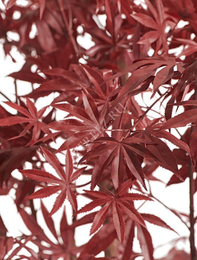 Клён японский Вайлд красный фото
