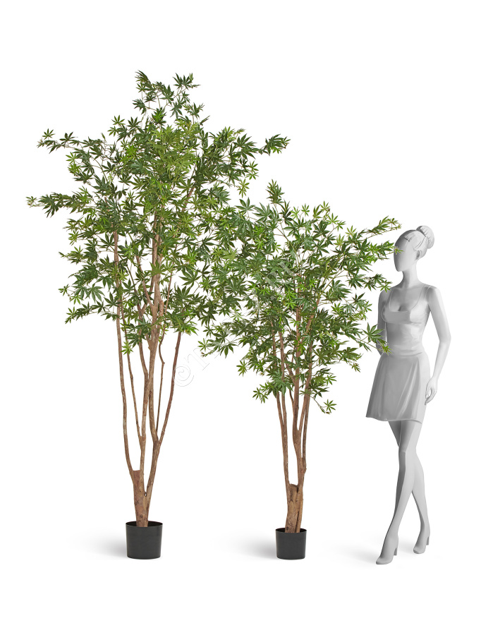 Клён японский Вайлд зелёный фото