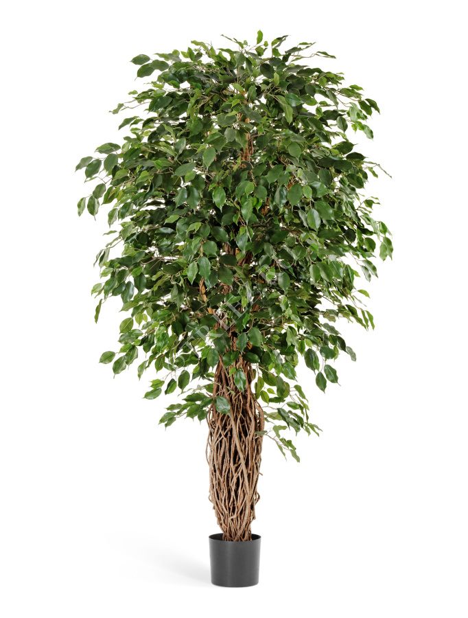 Фикус Бенджамина Лиана Де Люкс фото