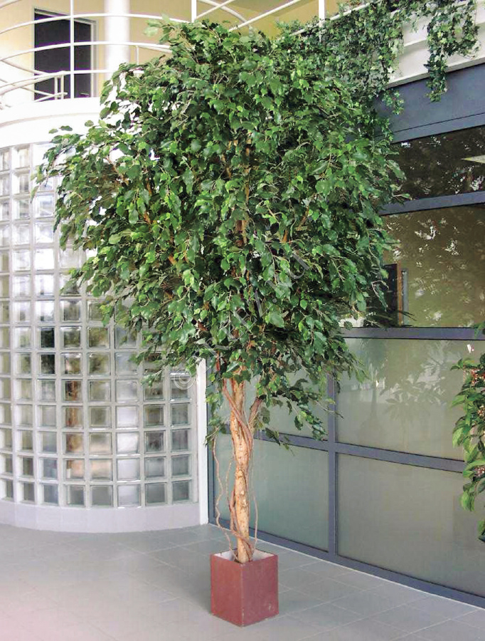 Фикус Бенджамина Гигантский фото