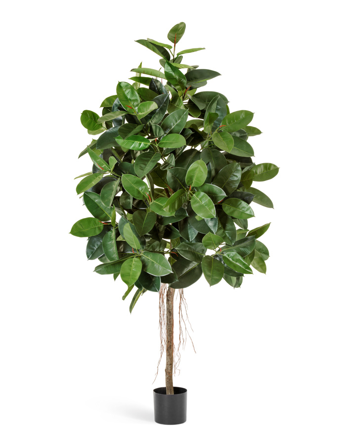 Фикус Эластика зелёный фото