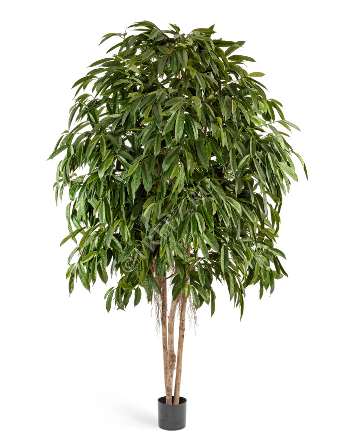 Лонгифолия широколистная многоствольная 270 см фото