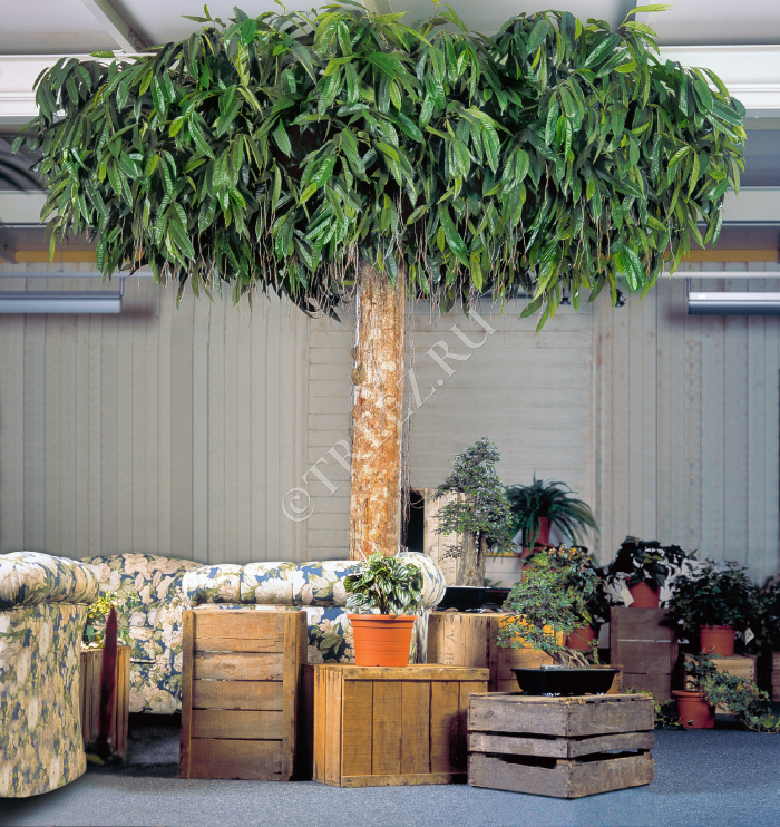 Лонгифолия широколистная плаза 300 см фото