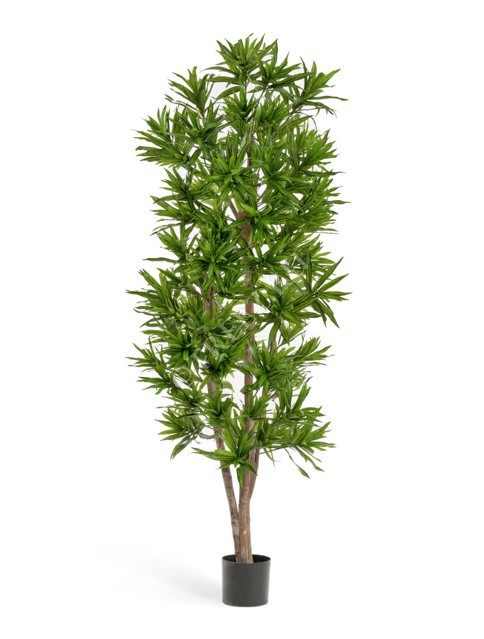 Драцена Рефлекса фото