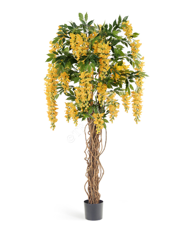 Вистерия лиана жёлтая фото