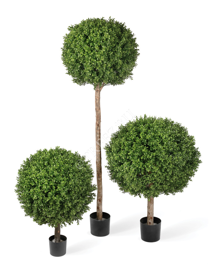 Самшиты Шары уличные на высоком стволе фото