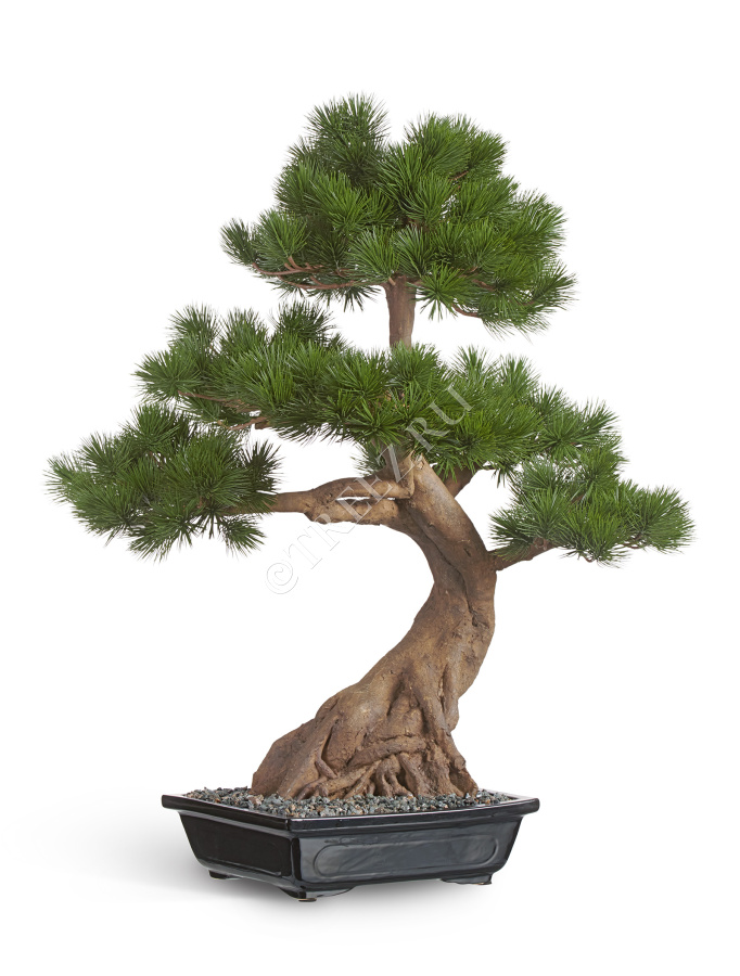 Бонсай Сосна Японская белая Негиши в керамическом кашпо фото