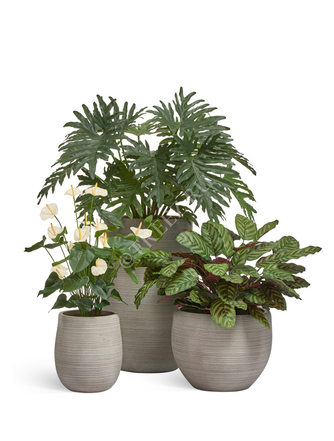 Филодендрон Селло Мидл куст фото