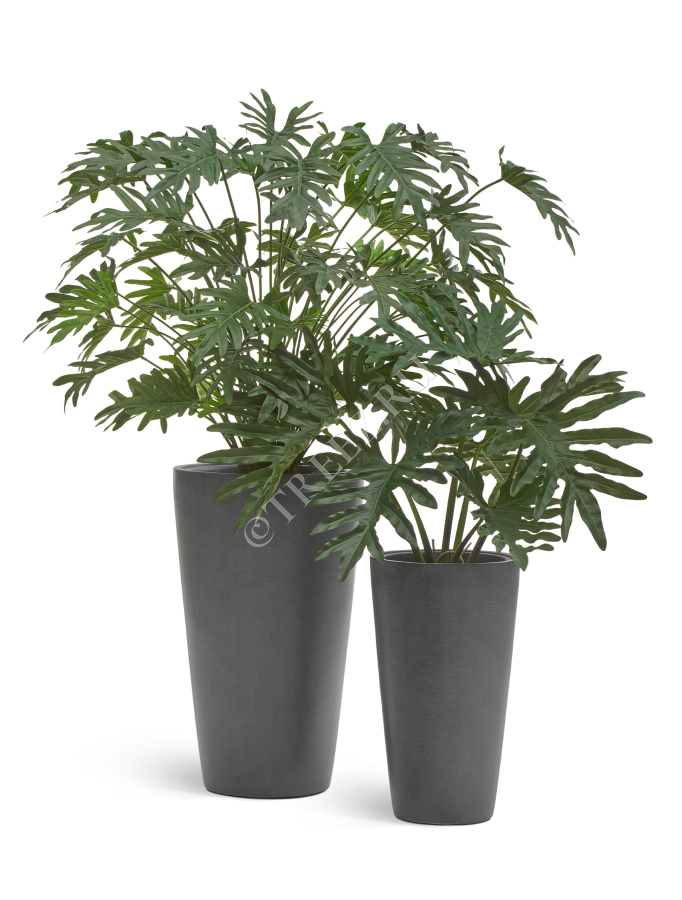 Филодендрон Ксанаду Лардж куст фото