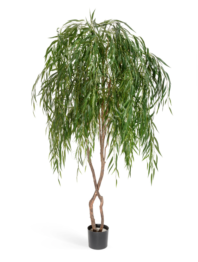 Ива плакучая фото