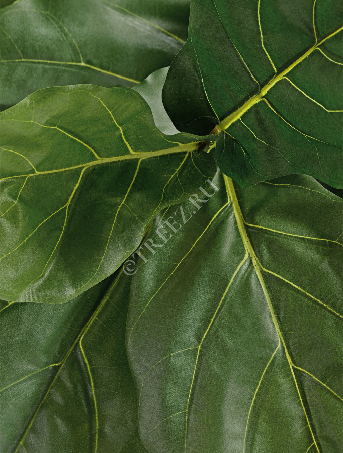 Гигантский фикус Лирата штамбовый фото