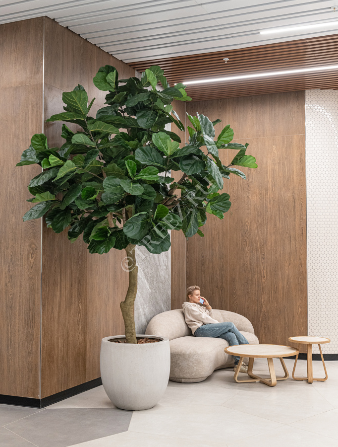 Гигантский фикус Лирата штамбовый фото