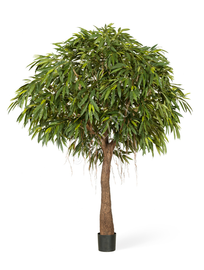 Лонгифолия Роял Кабана на толстом стволе фото