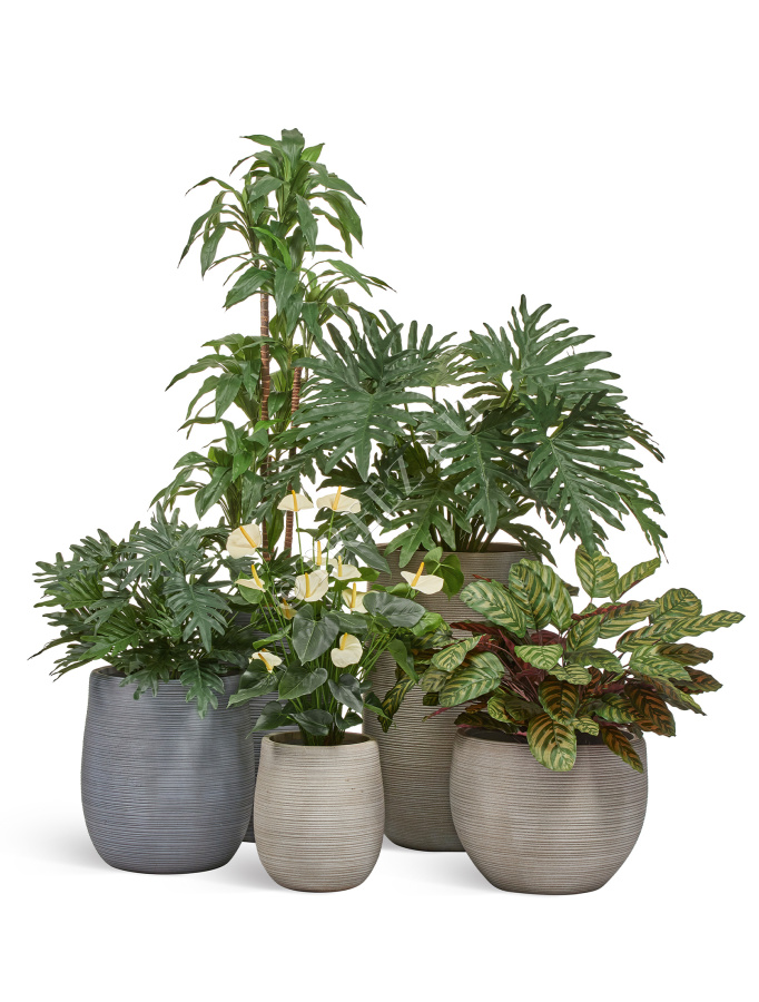 Драцена Джанет Крейг зелёная фото