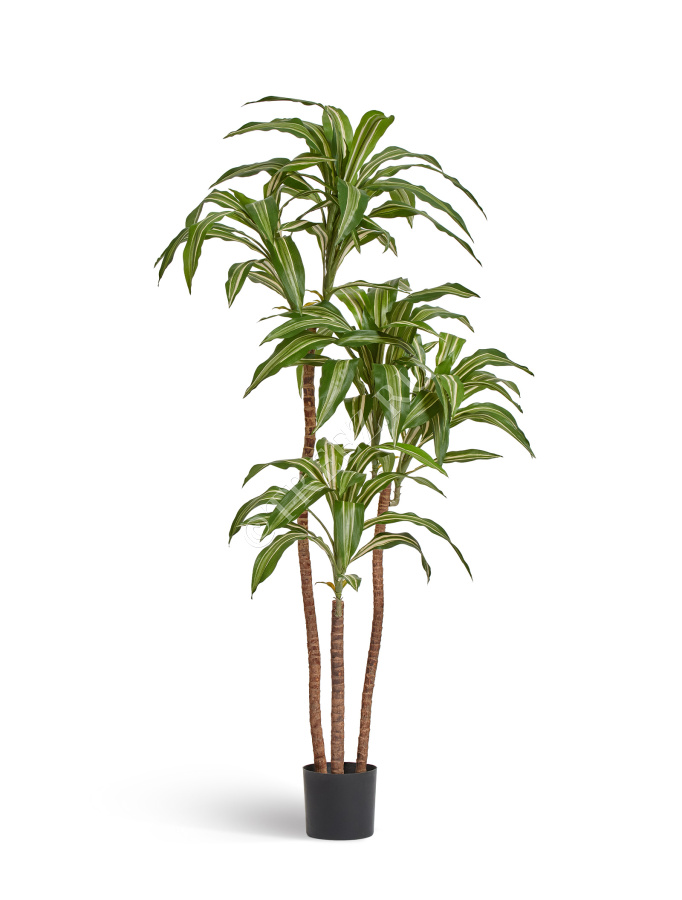 Драцена Джанет Крейг бело-зелёная фото