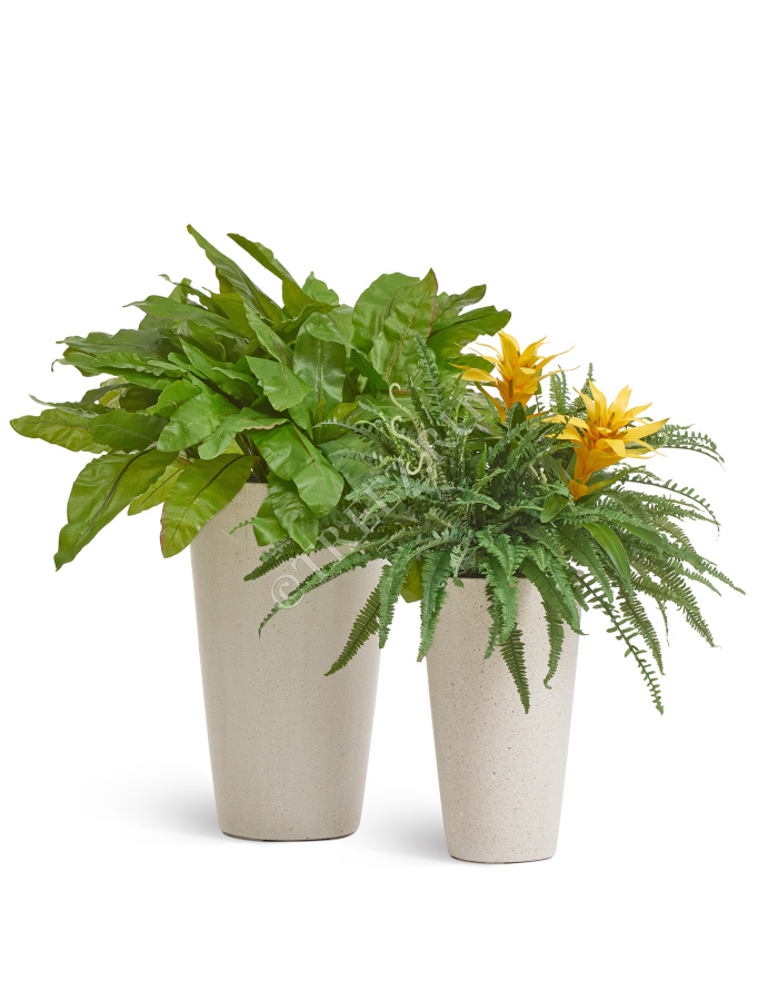 Гусмания желтая большая фото