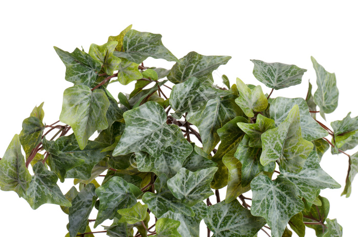 Английский плющ Олд Тэмпл припылённо-зелёный фото