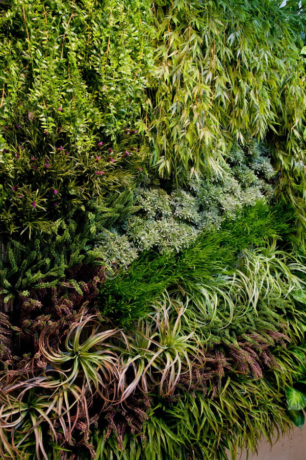 Трава Ванилла Грасс зелёная фото