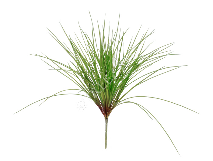 Трава Оньон куст средний фото