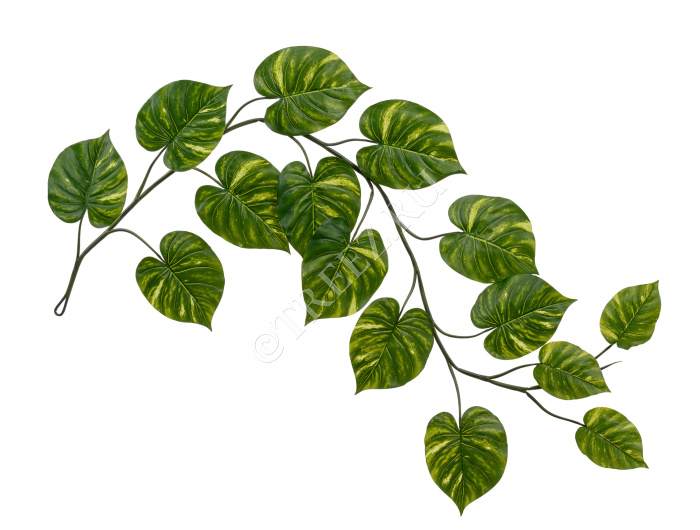 Потос Giant лиана фото