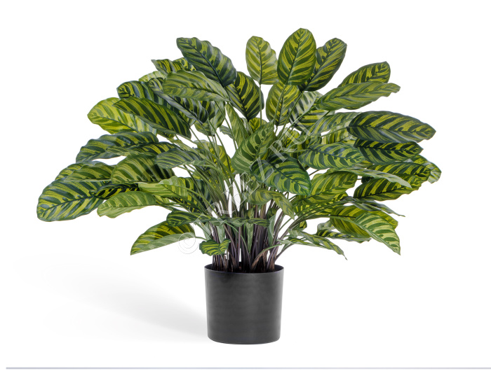 Калатея крупнолистная в горшке фото