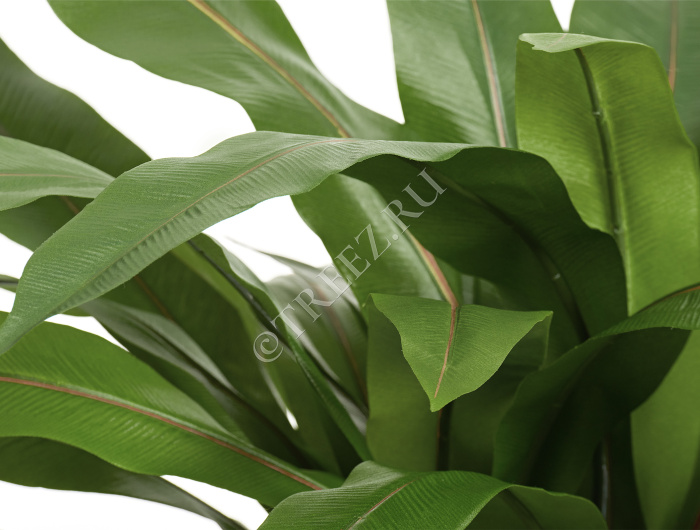 Асплениум куст Гигант в кашпо фото