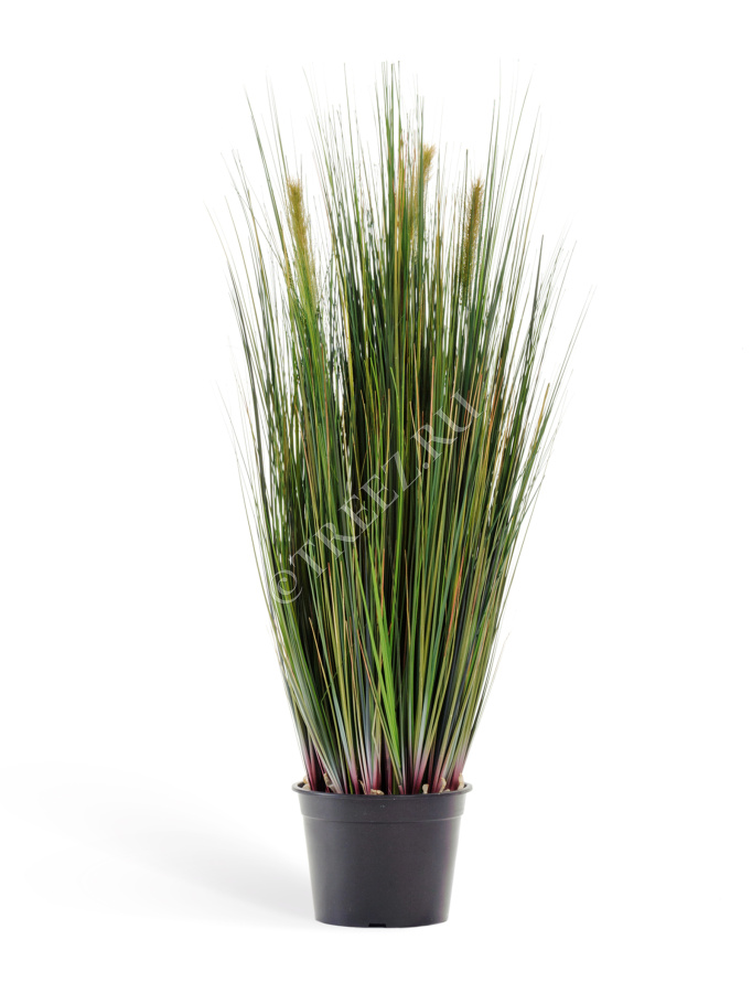 Трава Осока куст с зелёными султанами фото