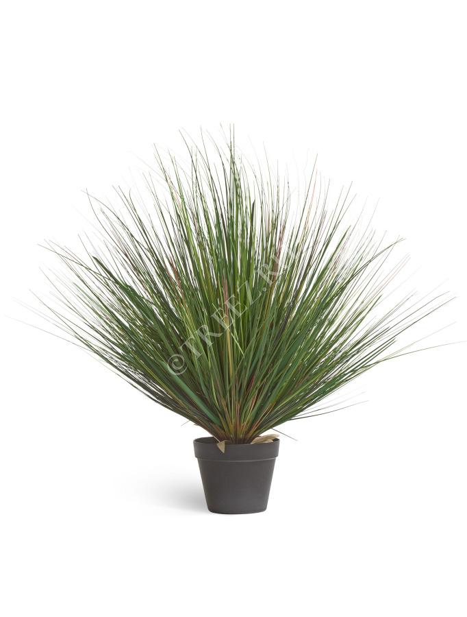 Трава Осока горная куст фото