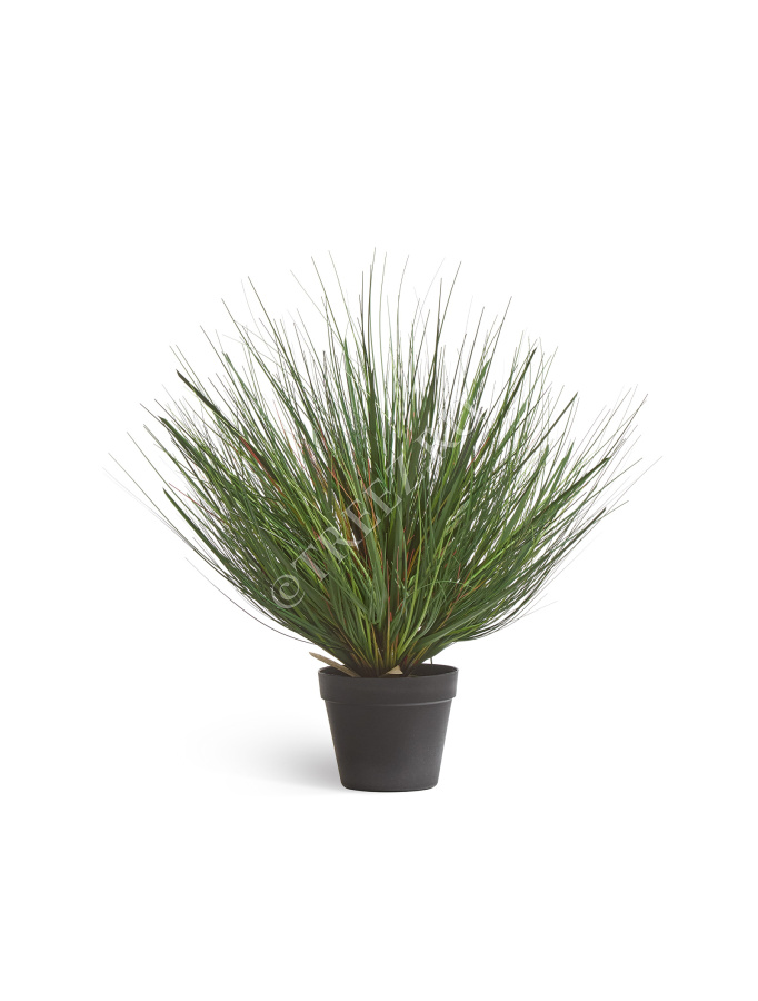 Трава Осока горная куст фото