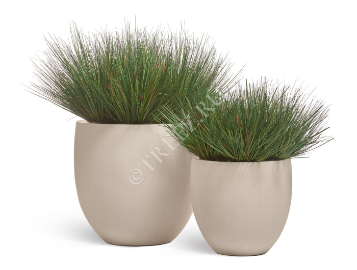 Трава Осока горная куст фото