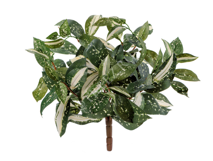 Тини Кордилина бело-зелёная фото