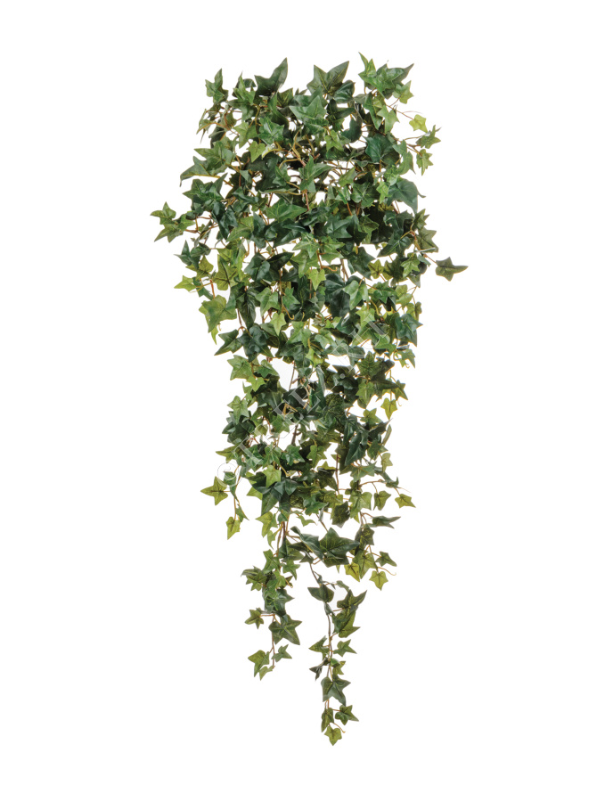 Английский плющ Новый фото