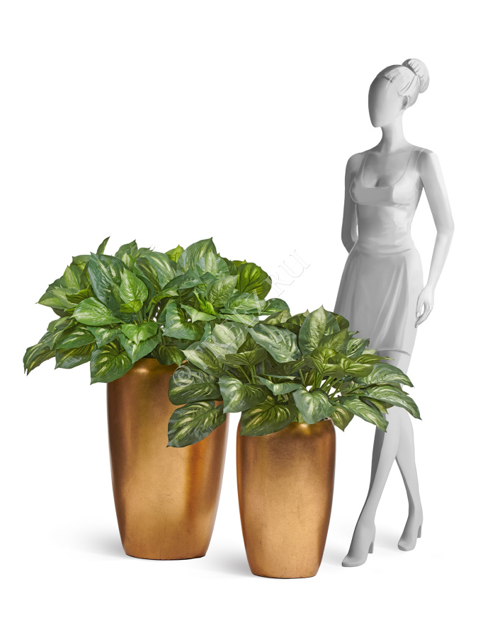 Хоста бело-зелёная большая фото