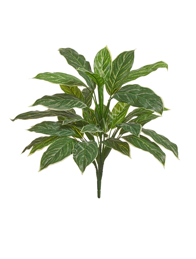 Аглаонема Страйпс куст большой бело-зелёный фото