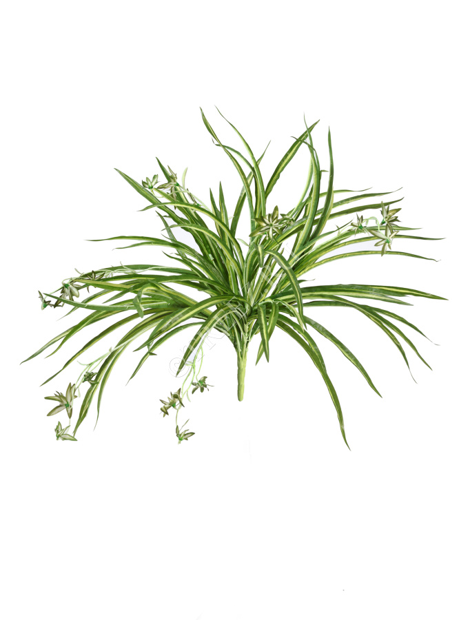 Хлорофитум бело-зелёный куст с ростками фото