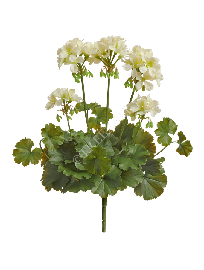 Герань кремовая цветущий куст (UV-фильтр) фото