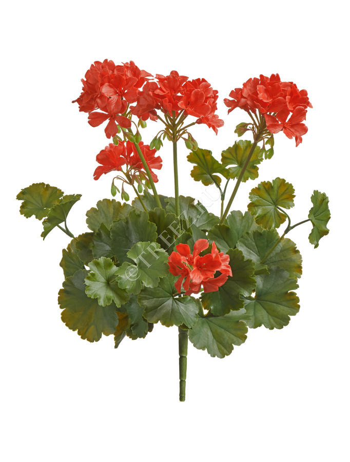 Герань красная цветущий куст (UV-фильтр) фото