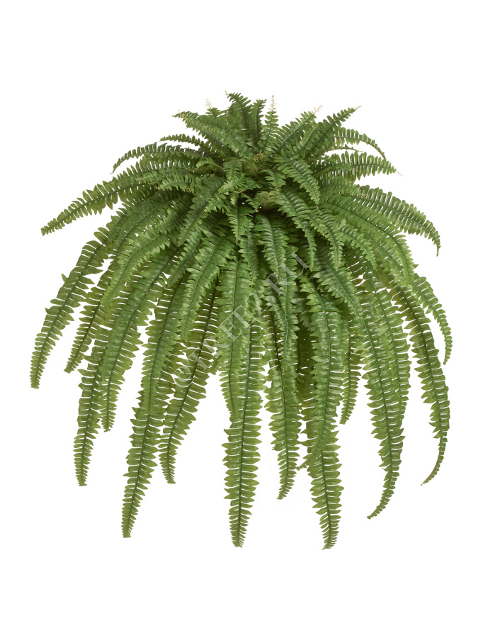 Папоротник Бостон Новый свисающий Лардж фото