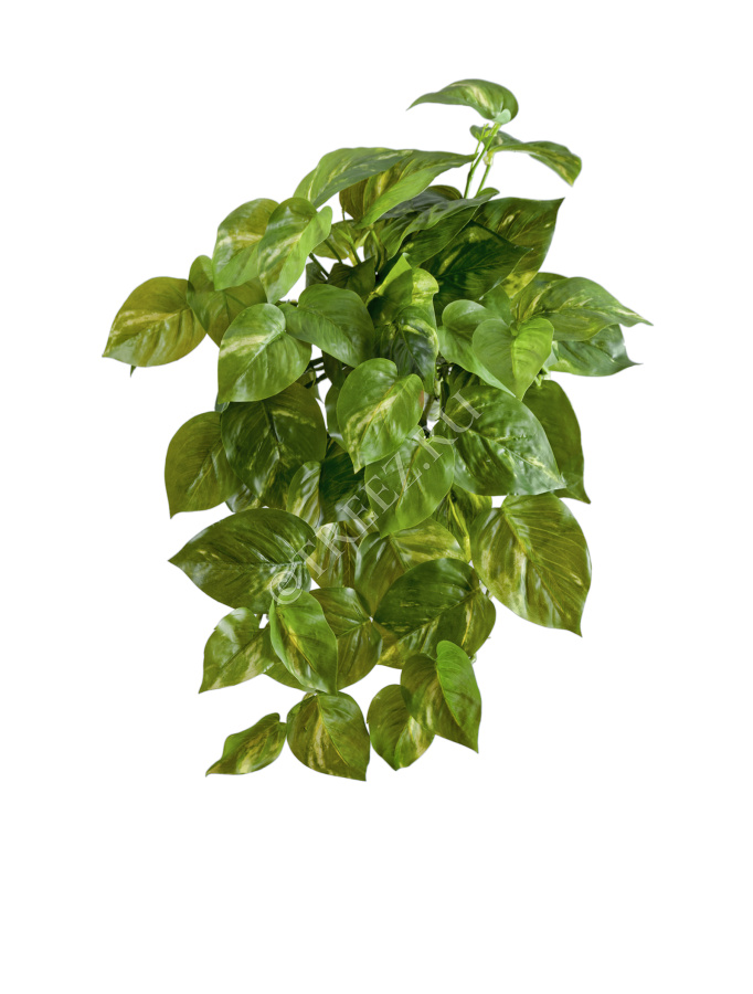 Потос крупнолистный ампельный малый фото