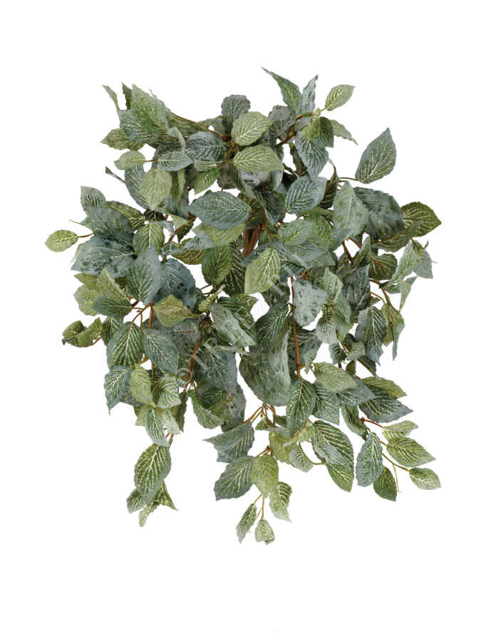 Фиттония Свит ампельная припылённая фото