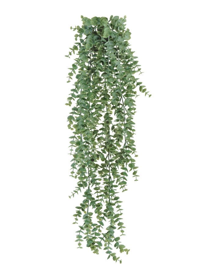 Эвкалипт св.серый припылённый куст ампельный фото