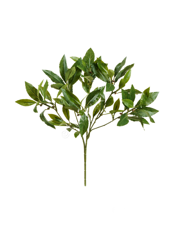 Ветка лавра 45 см фото