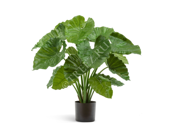 Алоказия Калидора куст фото