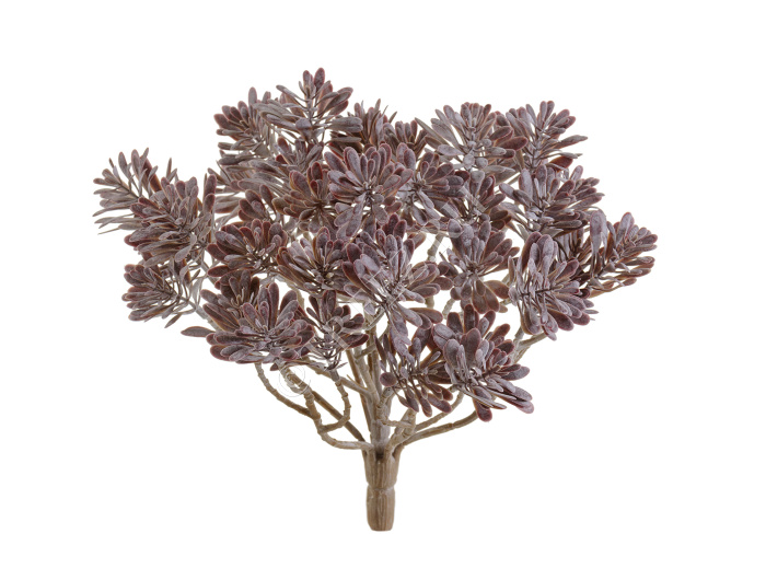 Дасти Миллер куст фиолетово-зелёный припылённый фото